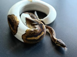0.1 Königspython Yellowbelly Piebald