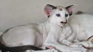 Siamesen, Orientalen Langhaar und Kurzhaar kitten 
