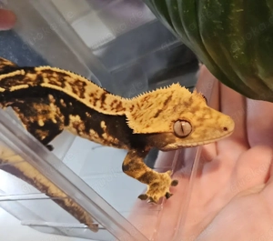 Kronengecko Männchen super schön
