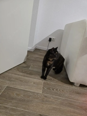 Lilo Sucht ein zuhause 