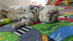 Deckkater BKH Black Silver Tabby Classic Bild 4