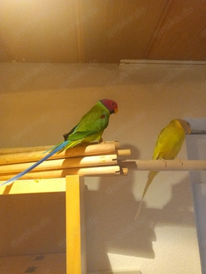 Pflaumenkopfsittich Sittich Papagei Edelsittich Indien 