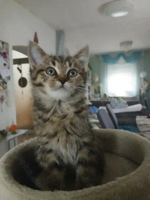 Britisch Kurzhaar nur noch 1 Junge und 1 Mädchen übrig 