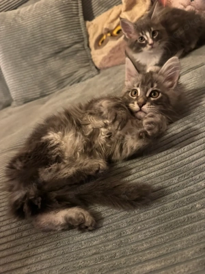 Nur noch 1 wunderschönes Maine Coon Mädchen