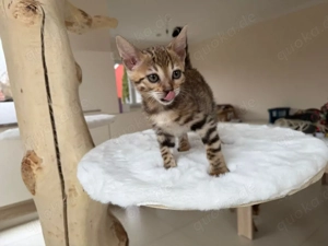 Bengal Kitten mit Stammbaum sucht ein liebevolles Zuhause