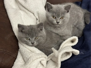 Reinrassige BKH Kitten