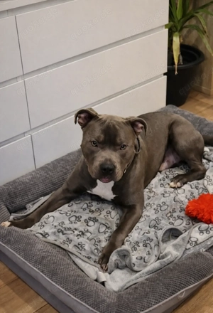 American Bully XL - Rüde - 1 Jahr alt 