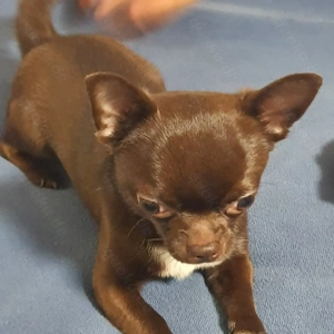 Chihuahua Rüde