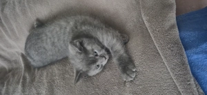 Britisch kurzhaar kitten 
