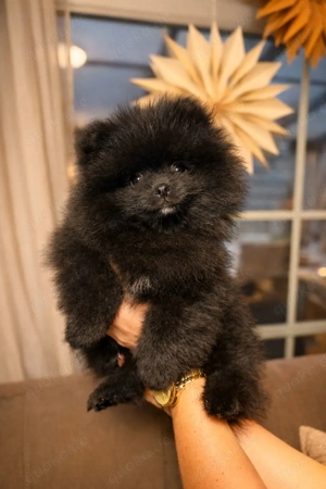 Zwergspitz-Welpen (Pomeranian)