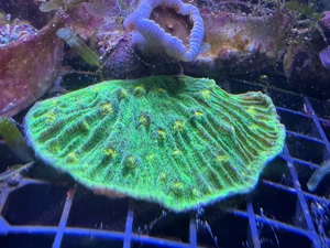 Meerwasser- Ableger Chalice Space invader