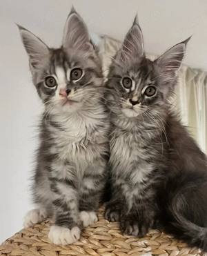 Maine coon Kitten mit Papiere
