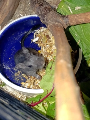 Wunderschöne Rennmaus -Babys abzugeben    Bild 3