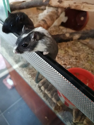 Wunderschöne Rennmaus -Babys abzugeben    Bild 4