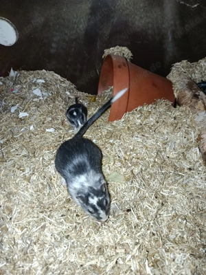 Wunderschöne Rennmaus -Babys abzugeben    Bild 5