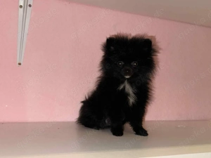 Hund sucht liebevolles Zuhause