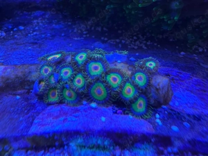 Meerwasser- Ableger Rasta Zoa