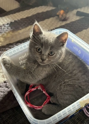 Süßes Kitten sucht ein liebevolles neues Zuhause   