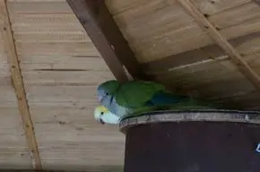 Mönchsittiche, 3 Paare