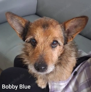 Der wundervolle Senior Bobby-Blue sucht ein wundervolles Zuhause *noch in Kroatien*