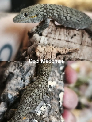 Seltene Gelegenheit: Eurydactylodes occidentalis 0.2