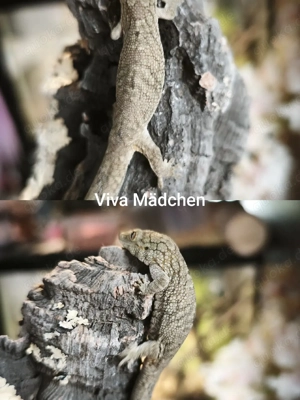 Seltene Gelegenheit: Eurydactylodes vieillardi   Weibchen & Männchen (NZ 2025)