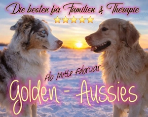 Goldenaussi   Golden Aussi Welpen