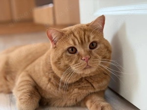 BKH Deckkater sucht passende Katzendame