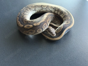 1.0 Königspython Black Pastel Redstripe