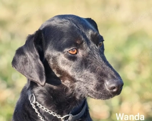 Ein Schatz mit Namen Wanda. Wer hat ein Körbchen frei für die süsse Maus? *in einer Pflegefamilie*