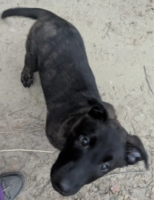 Malinois Holländischer Schäferhund Welpen 