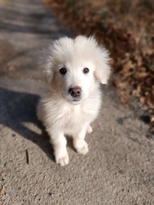 Knut, Maremmano, in liebevolle Hände abzugeben 