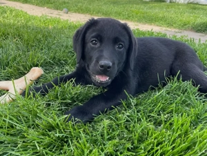 Labrador Retriever Welpen