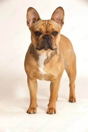 Französische Bulldogge Rüde 1 Jahr 