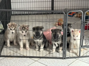 husky & deutscher schäferhund mix