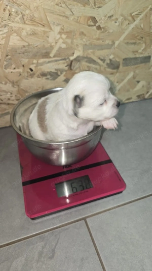 Süsse Chihuahua Welpen 