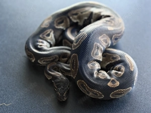 1.0 Königspython Blackhead