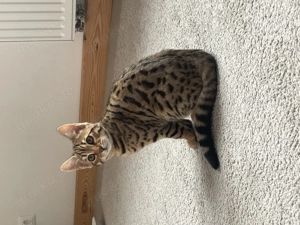 Wunderschönes reinrassiges Bengalkitten sucht neues Zuhause