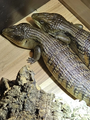 Blauzungenskink-Pärchen abzugeben oder zu tauschen   Handzahm