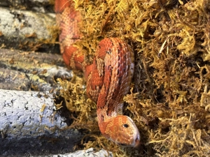 Kornnatter, weiblich, wildfarbend, handzahm, adult