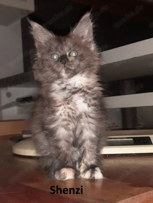 Maine Coon Kitten mit Stammbaum