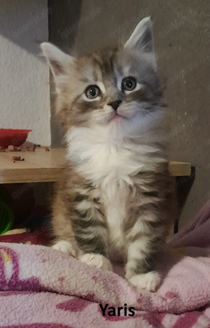 Maine Coon Kitten mit Stammbaum