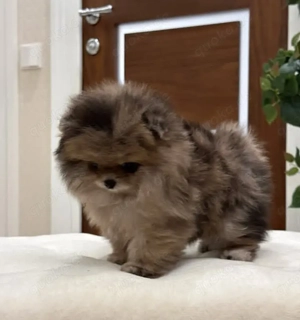 Zwergspitz Welpen suchen liebevolles zu Hause