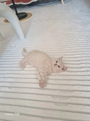 BKH kitten abholbereit Britisch Kurzhaar Kitten 