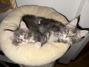 Nur noch 2 wunderschöne Maine Coons dürfen ab sofort ausziehen