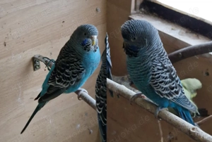 Wellensittich Paar Blackface