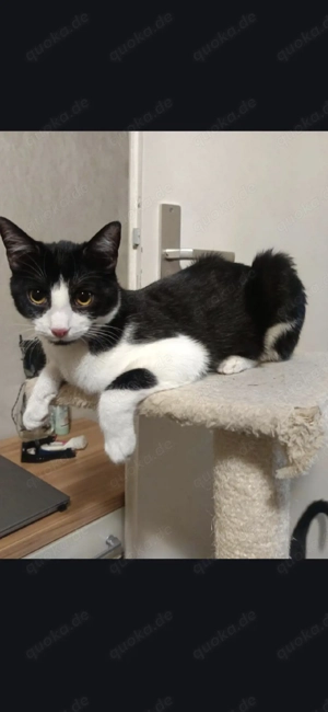 Katzen  in guter hande abgabebereit 