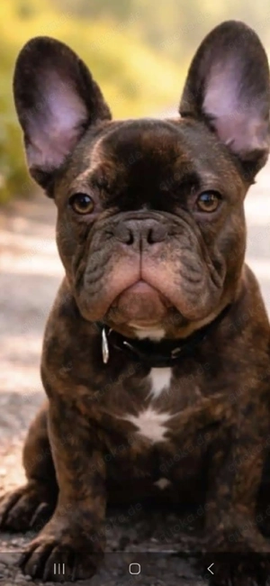 Französische Bulldogge Rüde 7 Monate sucht neues zuhause Kinderlieb, Stubenrein 