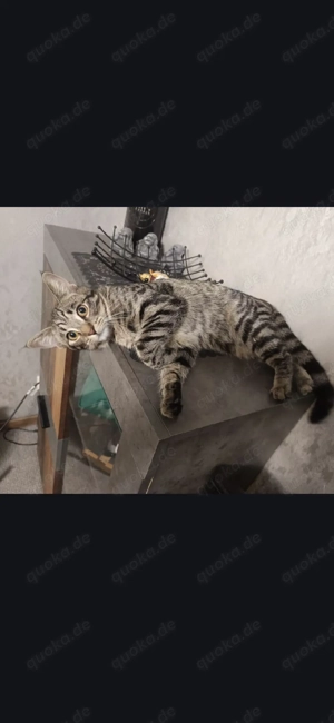 Katzen  in gute Hände abgeben jung