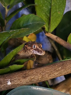 Auriculatus Höckerkopfgeckos